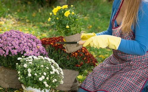 Seasonal garden maintenance in St James with leaf clearance and pruning