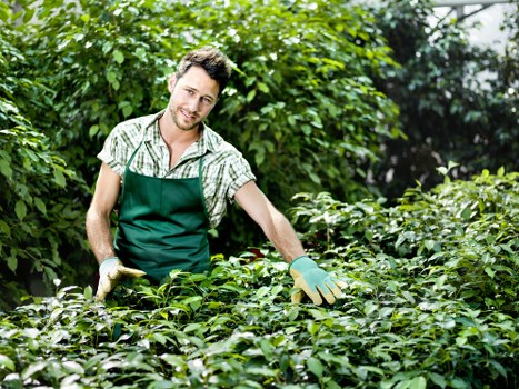 Low-maintenance landscaping in St James with greenery and tidy outdoor zones